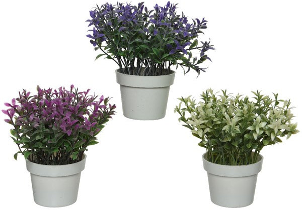 COLOURED HEATHER POTS